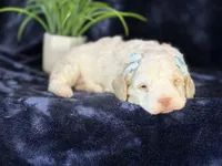 Jennie, a female Poodle - Miniature  and Cavachon for sale in Center Ridge, AR – 3 of 8