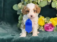 Milo, a male Cavapoo for sale in Center Ridge, AR – 9 of 10