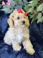 Paloma, a female Bichpoo for sale in Center Ridge, AR – 3 of 9