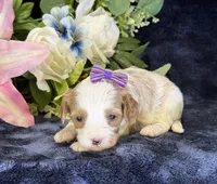 Roxy, a female Cavapoo for sale in Center Ridge, AR – 9 of 10
