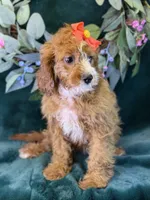 Haven, a female Cavapoo for sale in Center Ridge, AR – 8 of 10