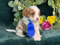Milo, a male Cavapoo for sale in Center Ridge, AR – 10 of 10