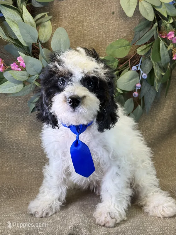 Auggie – Bichon Frise, Cavapoo puppy for sale in Center Ridge, AR