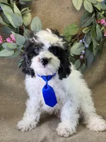 Auggie, a male Bichon Frise and Cavapoo for sale in Center Ridge, AR – 1 of 9