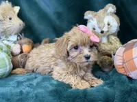 Rosie, a female Bichon Frise and Cavapoo for sale in Center Ridge, AR – 3 of 4