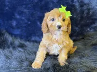 Lani, a female Cavapoo for sale in Center Ridge, AR – 6 of 7