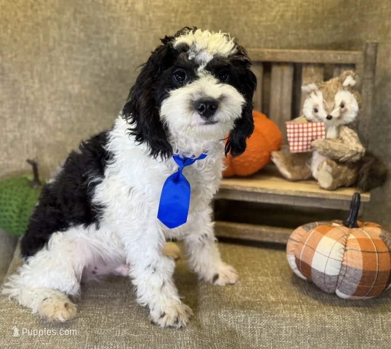 Auggie – Bichon Frise, Cavapoo puppy for sale in Center Ridge, AR