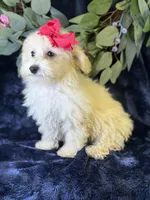 Cashmere, a female Bichpoo for sale in Center Ridge, AR – 6 of 9