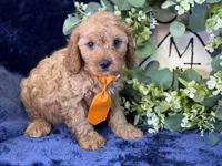 Cleetus, a male Cavapoo for sale in Center Ridge, AR – 5 of 9