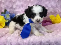 Auggie, a male Cavalier King Charles Spaniel and Poochon for sale in Center Ridge, AR – 6 of 7