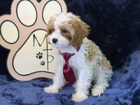Kai, a male Cavapoo for sale in Center Ridge, AR – 4 of 7