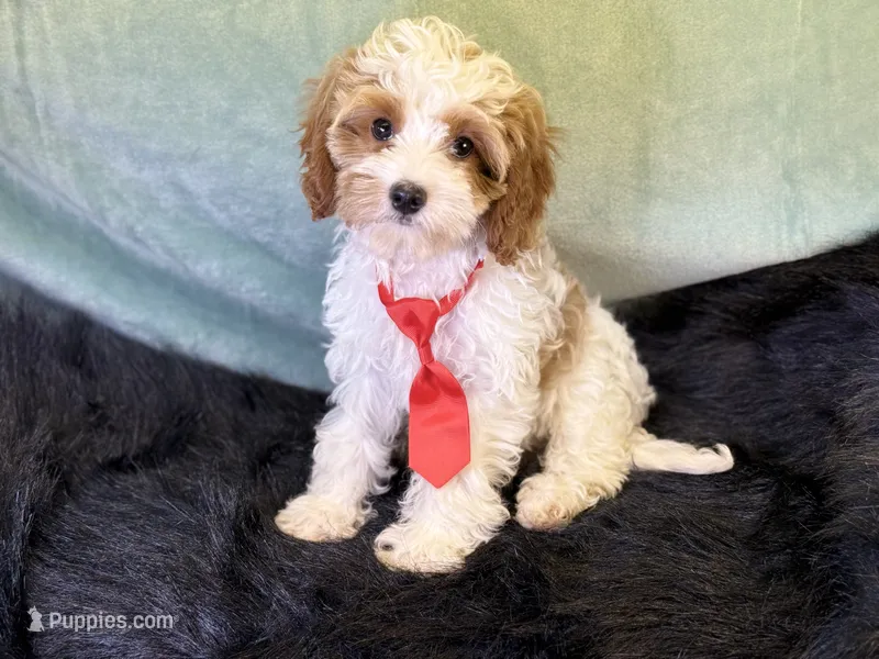 Ace – Cavapoo puppy for sale in Center Ridge, AR