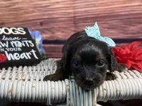 Maui, a female Cavalier King Charles Spaniel and Poochon for sale in Center Ridge, AR – 4 of 8