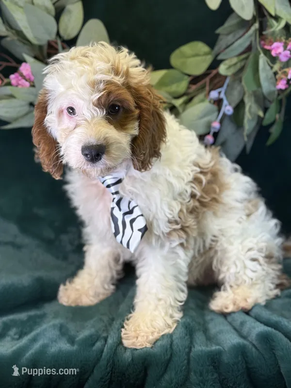 Barley – Cavapoo puppy for sale in Center Ridge, AR