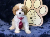 Kai, a male Cavapoo for sale in Center Ridge, AR – 6 of 7