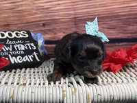 Maui, a female Cavalier King Charles Spaniel and Poochon for sale in Center Ridge, AR – 6 of 8