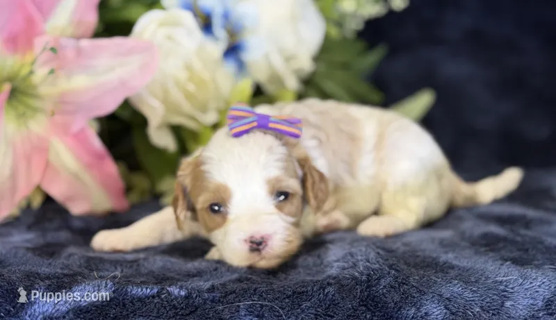 Roxy – Cavapoo puppy for sale in Center Ridge, AR