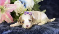 Roxy, a female Cavapoo for sale in Center Ridge, AR – 1 of 10