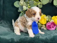 Milo, a male Cavapoo for sale in Center Ridge, AR – 2 of 10