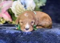 Finn, a male Cavapoo for sale in Center Ridge, AR – 6 of 8