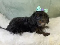 Maui, a female Cavalier King Charles Spaniel and Poochon for sale in Center Ridge, AR – 5 of 8