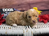 Marina, a female Cavalier King Charles Spaniel and Poochon for sale in Center Ridge, AR – 3 of 9