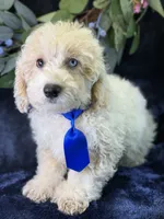 Albus, a male Bichpoo for sale in Center Ridge, AR – 5 of 9