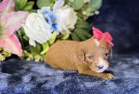 Coco, a female Cavapoo for sale in Center Ridge, AR – 8 of 9