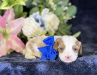 Milo, a male Cavapoo for sale in Center Ridge, AR – 8 of 9