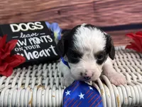 Auggie, a male Cavalier King Charles Spaniel and Poochon for sale in Center Ridge, AR – 4 of 10