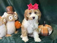 Dolly, a female Cavapoo for sale in Center Ridge, AR – 2 of 6