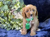 Clarke, a male Cavapoo for sale in Center Ridge, AR – 3 of 8