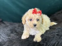 Paloma, a female Bichpoo for sale in Center Ridge, AR – 4 of 7