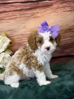 Roxy, a female Cavapoo for sale in Center Ridge, AR – 4 of 8