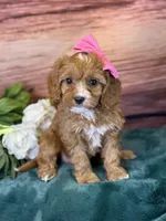 Coco, a female Cavapoo for sale in Center Ridge, AR – 2 of 7