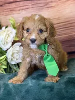 Finn, a male Cavapoo for sale in Center Ridge, AR – 4 of 10