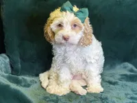 Jennie, a female Poodle - Miniature  and Cavachon for sale in Center Ridge, AR – 3 of 10