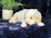 Jennie, a female Poodle - Miniature  and Cavachon for sale in Center Ridge, AR – 8 of 8
