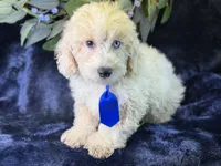 Albus, a male Bichpoo for sale in Center Ridge, AR – 4 of 9