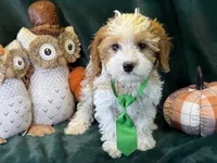 Waylon, a male Cavapoo for sale in Center Ridge, AR – 6 of 10