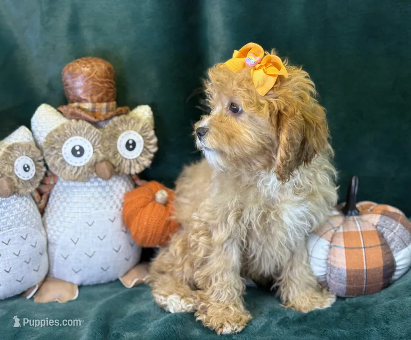 Molly – Cavapoo puppy for sale in Center Ridge, AR