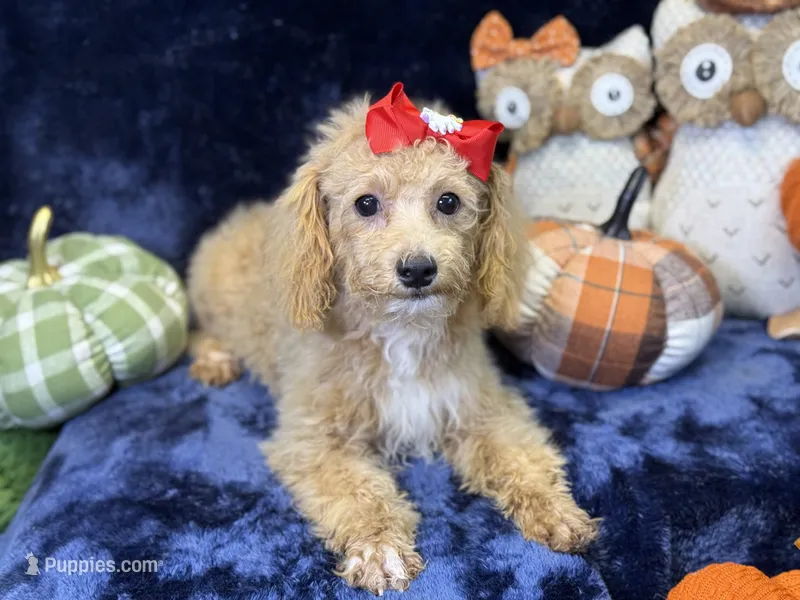 Paloma – Bichpoo puppy for sale in Center Ridge, AR