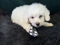 Casper, a male Bichpoo for sale in Center Ridge, AR – 3 of 6