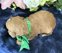 Finn, a male Cavapoo for sale in Center Ridge, AR – 8 of 8