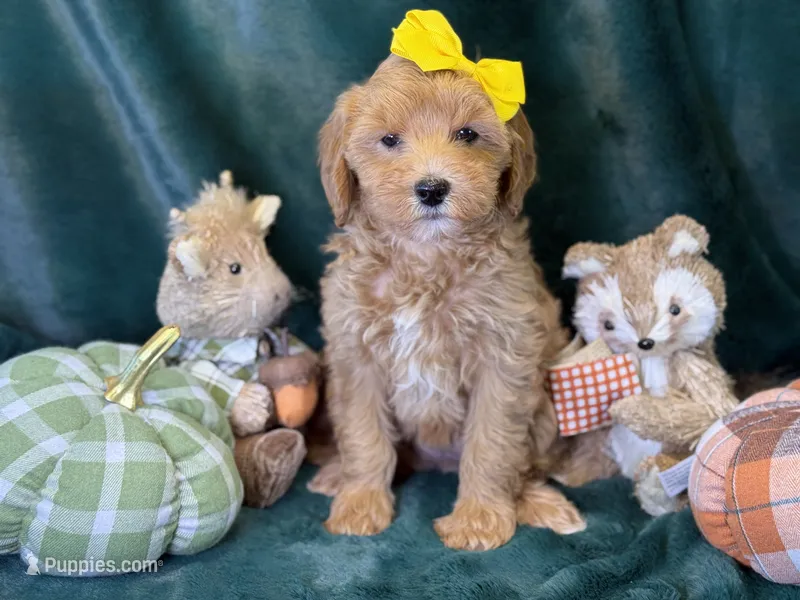 Willow – Bichon Frise, Cavapoo puppy for sale in Center Ridge, AR