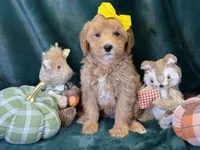 Willow, a female Bichon Frise and Cavapoo for sale in Center Ridge, AR – 1 of 5