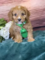 Finn, a male Cavapoo for sale in Center Ridge, AR – 3 of 10