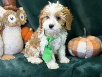 Waylon, a male Cavapoo for sale in Center Ridge, AR – 3 of 10