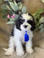 Auggie, a male Bichon Frise and Cavapoo for sale in Center Ridge, AR – 4 of 9