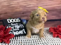 Marina, a female Cavalier King Charles Spaniel and Poochon for sale in Center Ridge, AR – 5 of 9